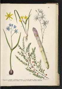 Atlas panstwa roslinnego 1911 (91273398)