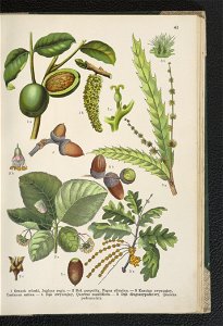Atlas panstwa roslinnego 1911 (91273419)