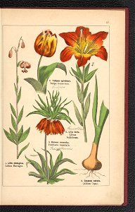 Atlas panstwa roslinnego 1900 (97592317)
