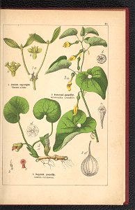 Atlas panstwa roslinnego 1900 (97592420)