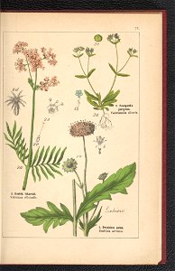 Atlas panstwa roslinnego 1900 (97592481)