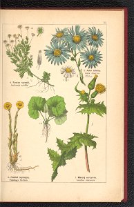 Atlas panstwa roslinnego 1900 (97592455)