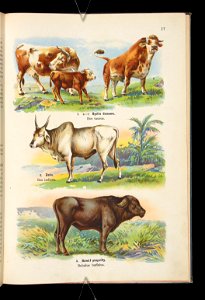 Atlas panstwa zwierzecego. Cz. 1, Zwierzeta ssace 1905 (79904746)