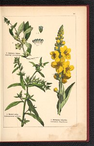Atlas panstwa roslinnego 1900 (97592547)
