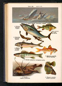 Atlas panstwa zwierzecego. Cz. 3, Gady, plazy, ryby i zwierzeta bezkregowe ca 1925 (104806034)