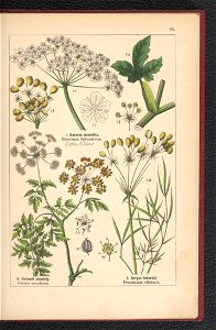 Atlas panstwa roslinnego 1900 (97592644)