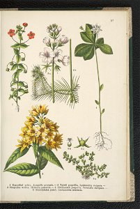 Atlas panstwa roslinnego 1911 (91273602)