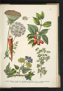 Atlas panstwa roslinnego 1911 (91273588)