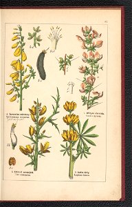 Atlas panstwa roslinnego 1900 (97592749)