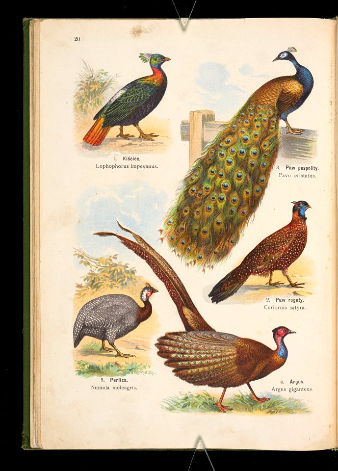 Atlas panstwa zwierzecego. Cz. 2, Ptaki 1905 (80638675)