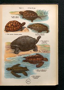 Atlas panstwa zwierzecego. Cz. 3, Gady, plazy, ryby i zwierzeta bezkregowe ca 1925 (104805952)