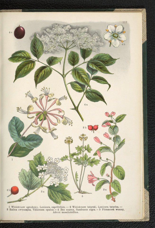 Atlas panstwa roslinnego 1911 (91273664)