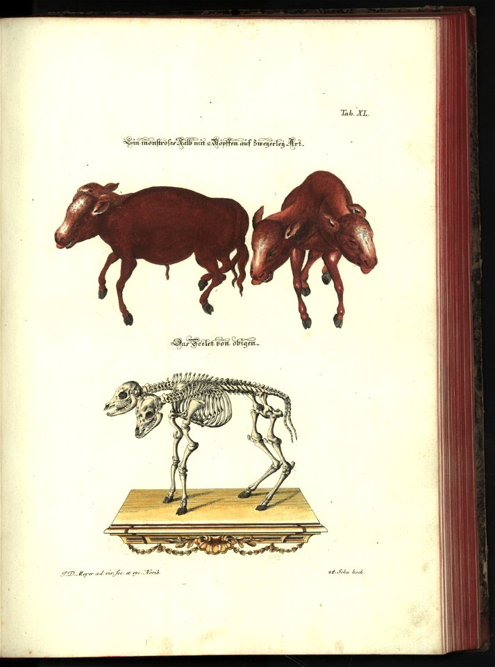 Angenehmer und nutzlicher Zeit-Vertreib mit Betrachtung curioser Vorstellungen allerhand kriechender, fliegender und schwimmender Thiere 1748 (21221172)
