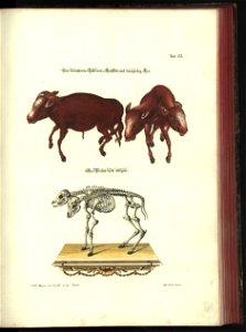 Angenehmer und nutzlicher Zeit-Vertreib mit Betrachtung curioser Vorstellungen allerhand kriechender, fliegender und schwimmender Thiere 1748 (21221172)