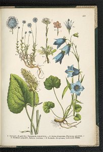 Atlas panstwa roslinnego 1911 (91273670)
