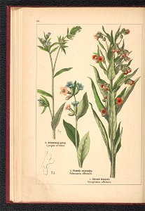 Atlas panstwa roslinnego 1900 (97592540)