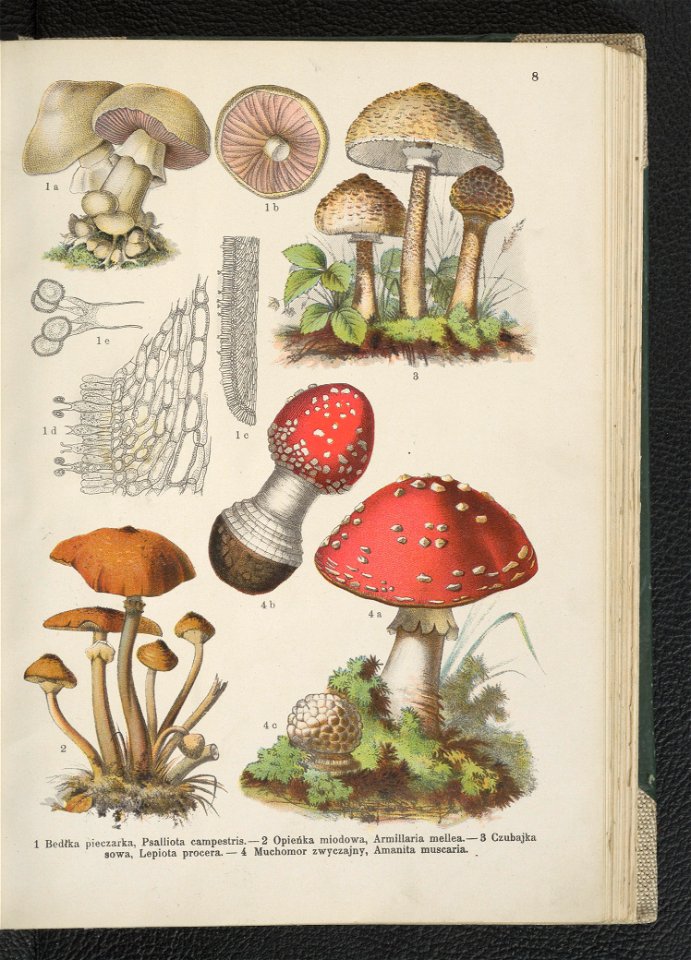 Atlas panstwa roslinnego 1911 (91273288)
