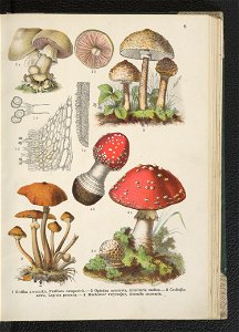 Atlas panstwa roslinnego 1911 (91273288)