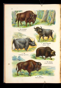 Atlas panstwa zwierzecego. Cz. 1, Zwierzeta ssace 1905 (79905038)