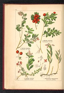 Atlas panstwa roslinnego 1900 (97592495)