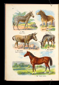 Atlas panstwa zwierzecego. Cz. 1, Zwierzeta ssace 1905 (79909157)