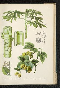 Atlas panstwa roslinnego 1911 (91273426)