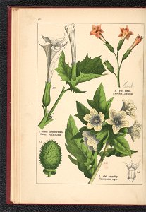 Atlas panstwa roslinnego 1900 (97592581)