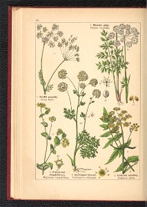 Atlas panstwa roslinnego 1900 (97592635)