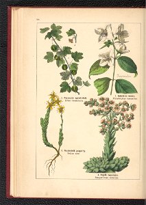 Atlas panstwa roslinnego 1900 (97592661)