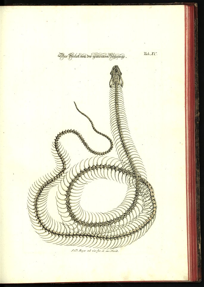 Angenehmer und nutzlicher Zeit-Vertreib mit Betrachtung curioser Vorstellungen allerhand kriechender, fliegender und schwimmender Thiere 1748 (21222202)
