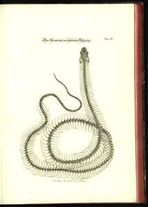 Angenehmer und nutzlicher Zeit-Vertreib mit Betrachtung curioser Vorstellungen allerhand kriechender, fliegender und schwimmender Thiere 1748 (21222202)