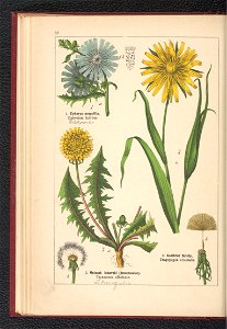 Atlas panstwa roslinnego 1900 (97592441)