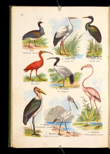 Atlas panstwa zwierzecego. Cz. 2, Ptaki 1905 (80640307)