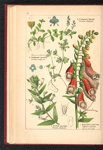 Atlas panstwa roslinnego 1900 (97592560)