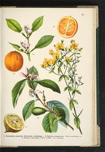 Atlas panstwa roslinnego 1911 (91273534)