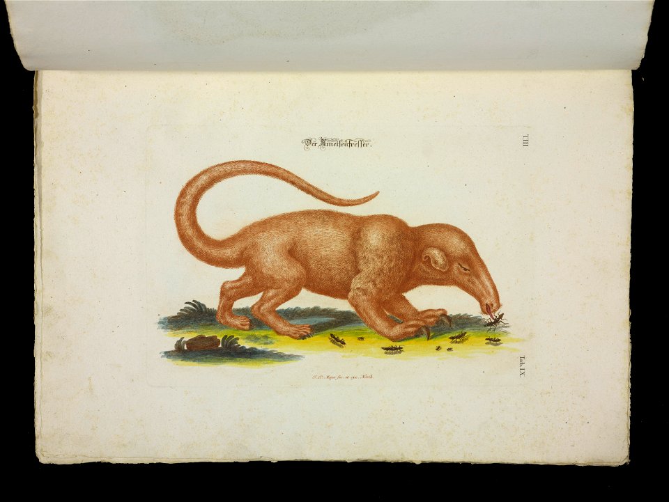 Angenehmer und nutzlicher Zeit-Vertreib mit Betrachtung curioser Vorstellungen allerhand kriechender, fliegender und schwimmender Thiere 1756 (44267385)