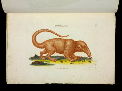 Angenehmer und nutzlicher Zeit-Vertreib mit Betrachtung curioser Vorstellungen allerhand kriechender, fliegender und schwimmender Thiere 1756 (44267385)