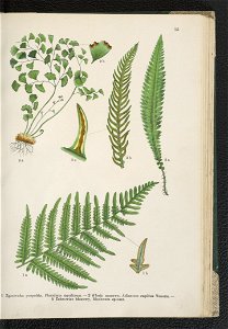 Atlas panstwa roslinnego 1911 (91273325)