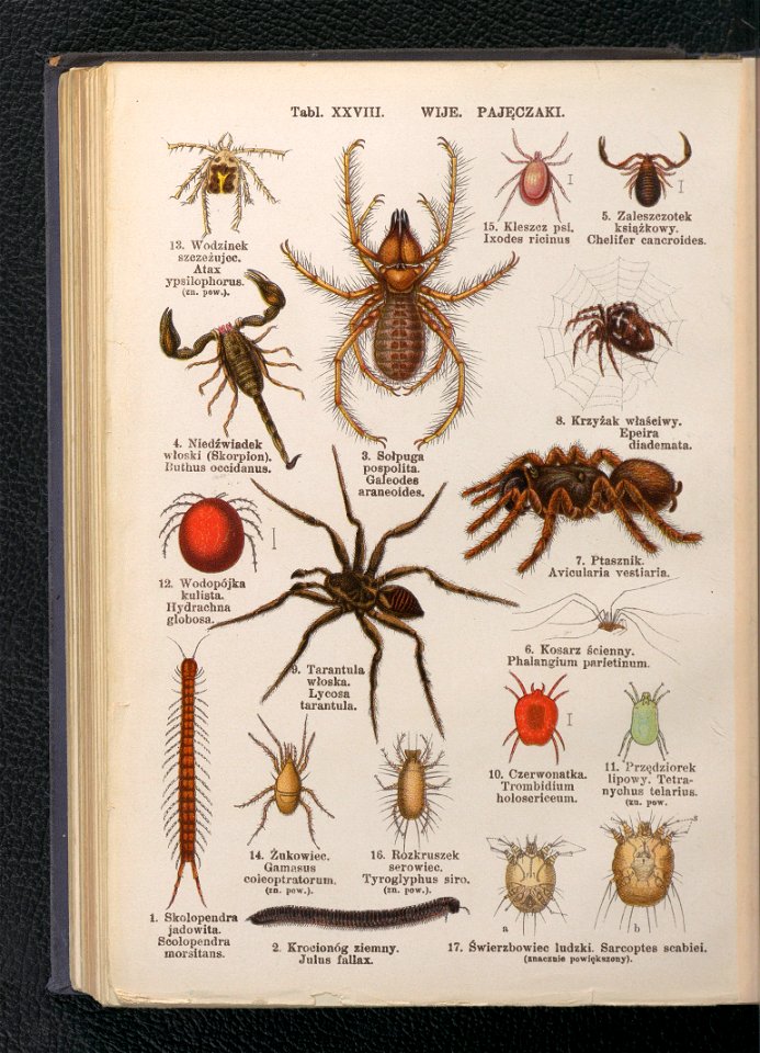 Atlas panstwa zwierzecego. Cz. 3, Gady, plazy, ryby i zwierzeta bezkregowe ca 1925 (104806278)