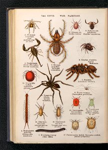 Atlas panstwa zwierzecego. Cz. 3, Gady, plazy, ryby i zwierzeta bezkregowe ca 1925 (104806278)