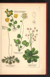 Atlas panstwa roslinnego 1900 (97592658)