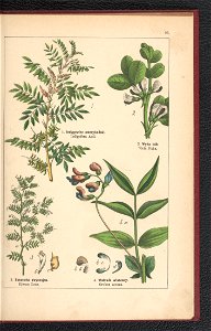 Atlas panstwa roslinnego 1900 (97592731)