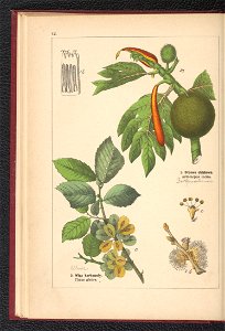 Atlas panstwa roslinnego 1900 (97592351)