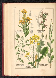 Atlas panstwa roslinnego 1900 (97592903)
