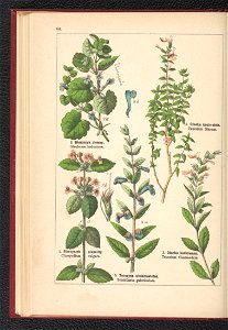 Atlas panstwa roslinnego 1900 (97592517)