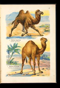 Atlas panstwa zwierzecego. Cz. 1, Zwierzeta ssace 1905 (79908997)