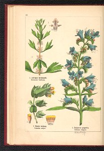 Atlas panstwa roslinnego 1900 (97592526)