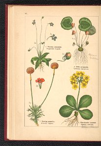Atlas panstwa roslinnego 1900 (97592607)