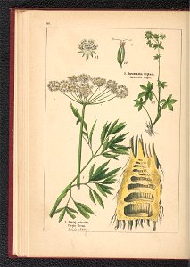 Atlas panstwa roslinnego 1900 (97592648)