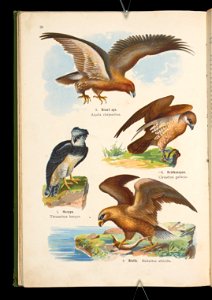 Atlas panstwa zwierzecego. Cz. 2, Ptaki 1905 (80639001)